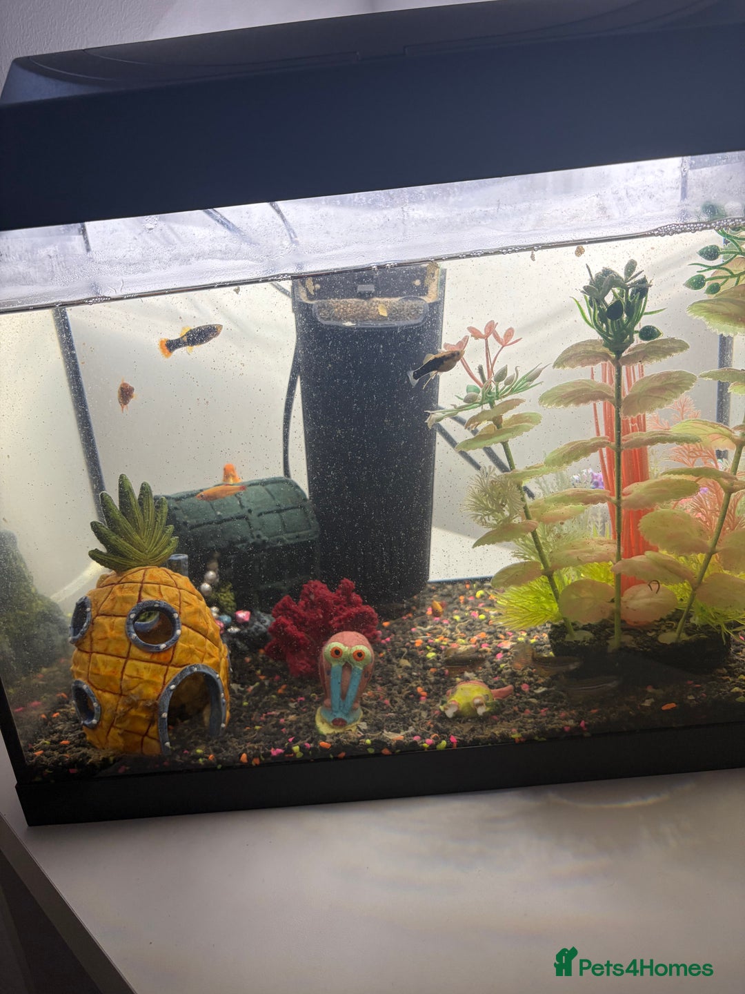 Fancy Goldfish fish for sale: goldfish - Advert 2