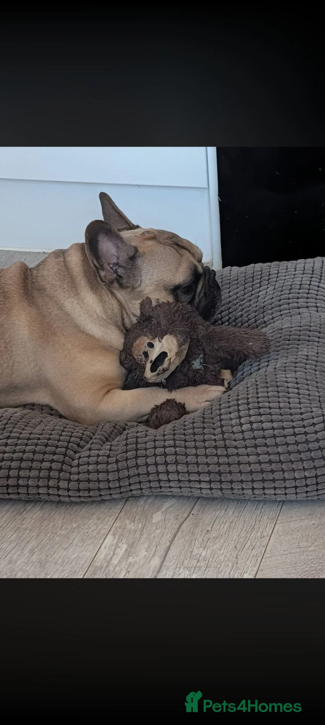 French Bulldog dogs for sale: 6 year old frenchie - Advert 1