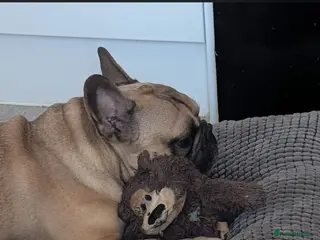 French Bulldog dogs 6 year old frenchie - Advert 12