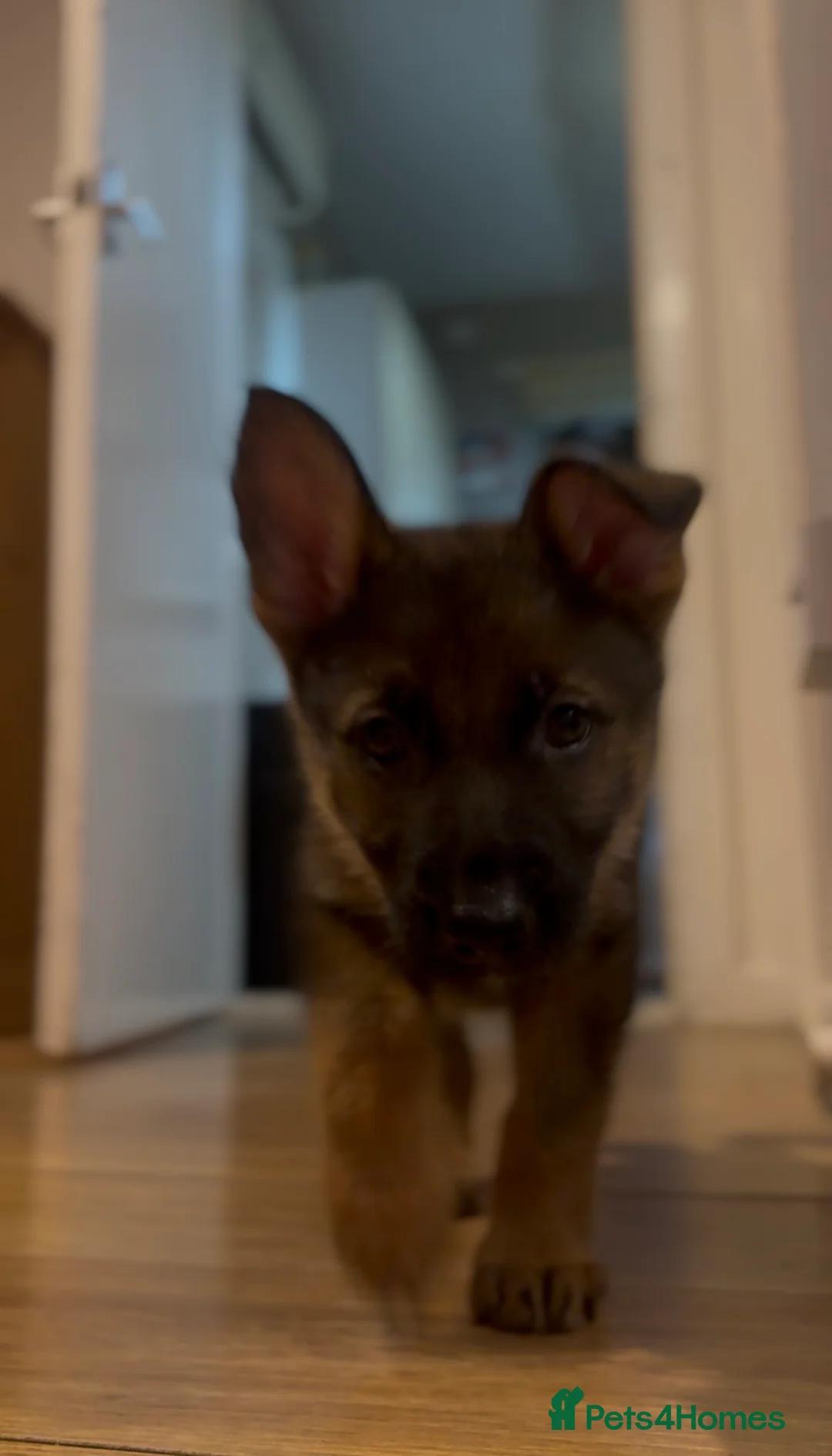 German Shepherd dogs for stud: Simba in Doncaster - Advert 14