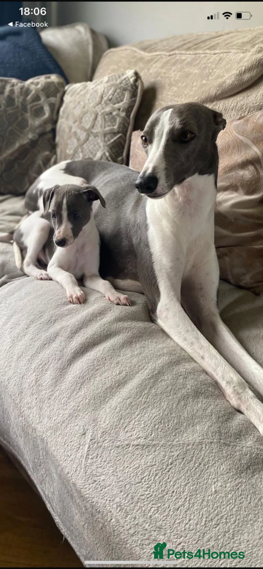 Whippet dogs for sale: Beautiful KC Registered Whippet pups for sale in Whitehaven - Advert 22