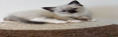 Ragdoll 3