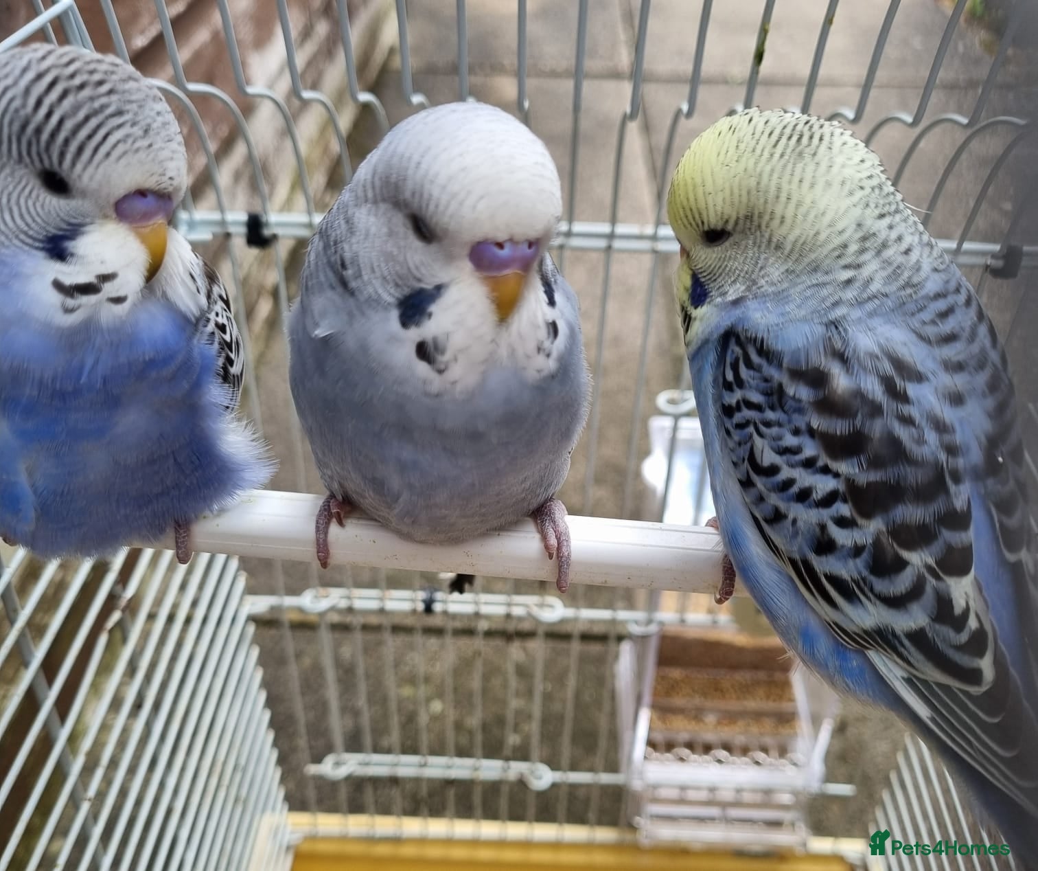 Budgerigars birds Baby Budgies  - Advert 1