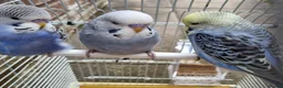 Budgerigars birds for sale: Baby Budgies  in Walsall - Advert 1