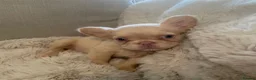 French Bulldog dogs for sale: 🔥 Unbelievable litter of 11 French Bulldogs 😍 - Advert 7