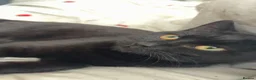 Mixed Breed cats for sale: Black kitten 6 months old - Advert 4