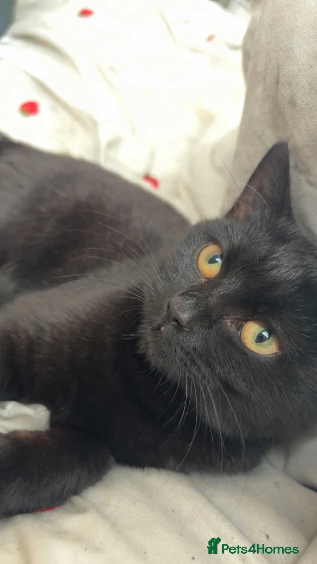 Mixed Breed cats for sale: Black kitten 6 months old - Advert 4