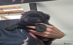 Pug dogs for sale: Stunning quality fluffy frug puppy - Image 2