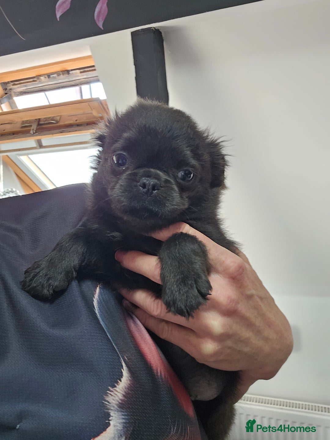 Pug dogs for sale: Stunning quality fluffy frug puppy - Image 2