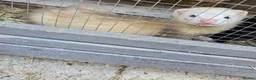 Ferret rodents for sale: Stunning ferret for sale - Advert 1