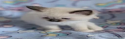 Ragdoll cats for sale: Beautiful Ragdoll Kittens  - Advert 12