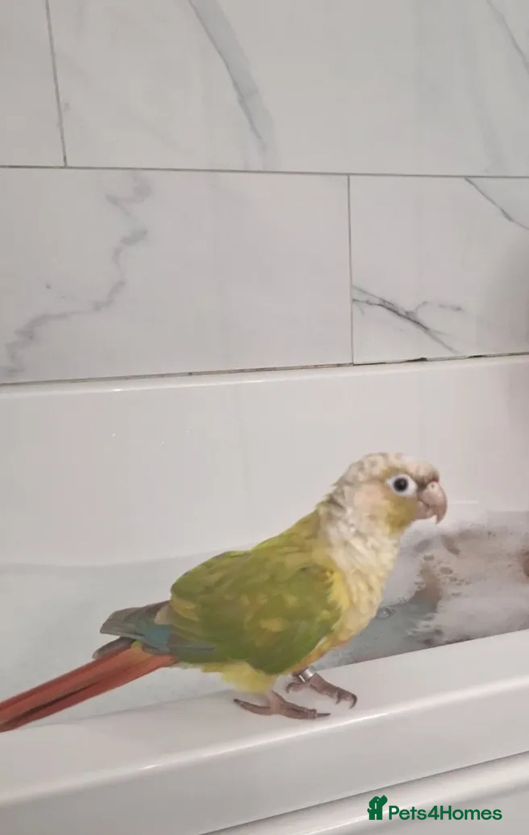 Conures birds for sale: Conure  - Advert 2