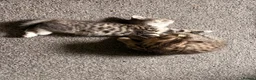 Mixed Breed cats for sale: 2 Tabby kittens for sale - Advert 14