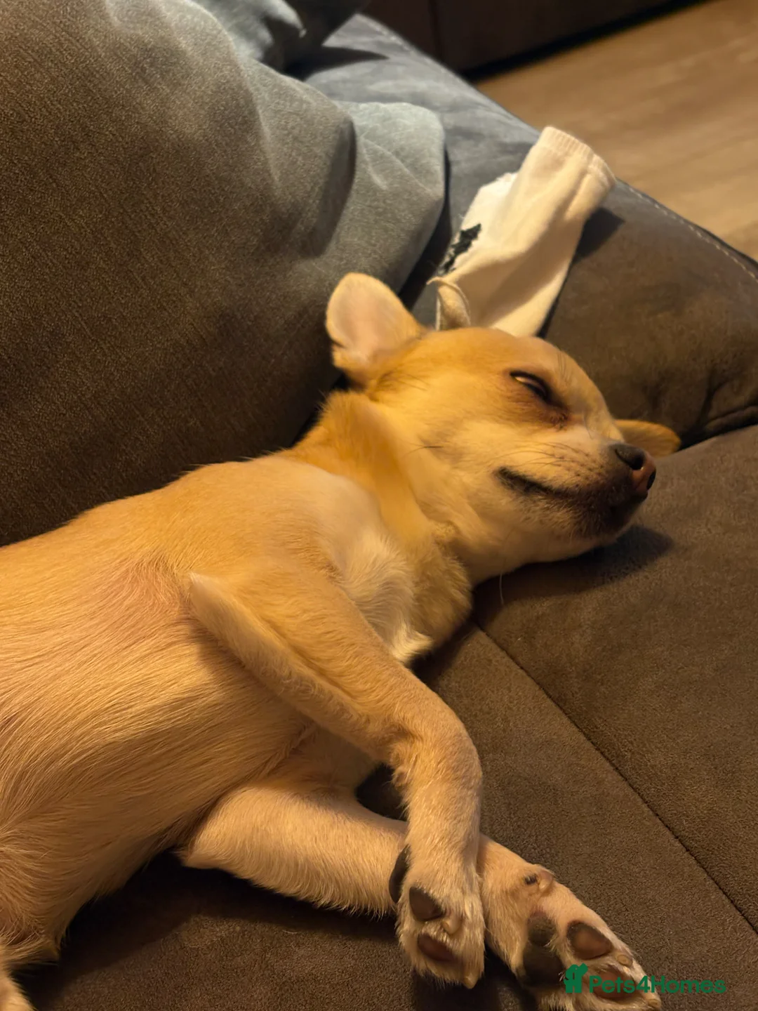 Chihuahua dogs for stud: STUD  in London - Advert 23