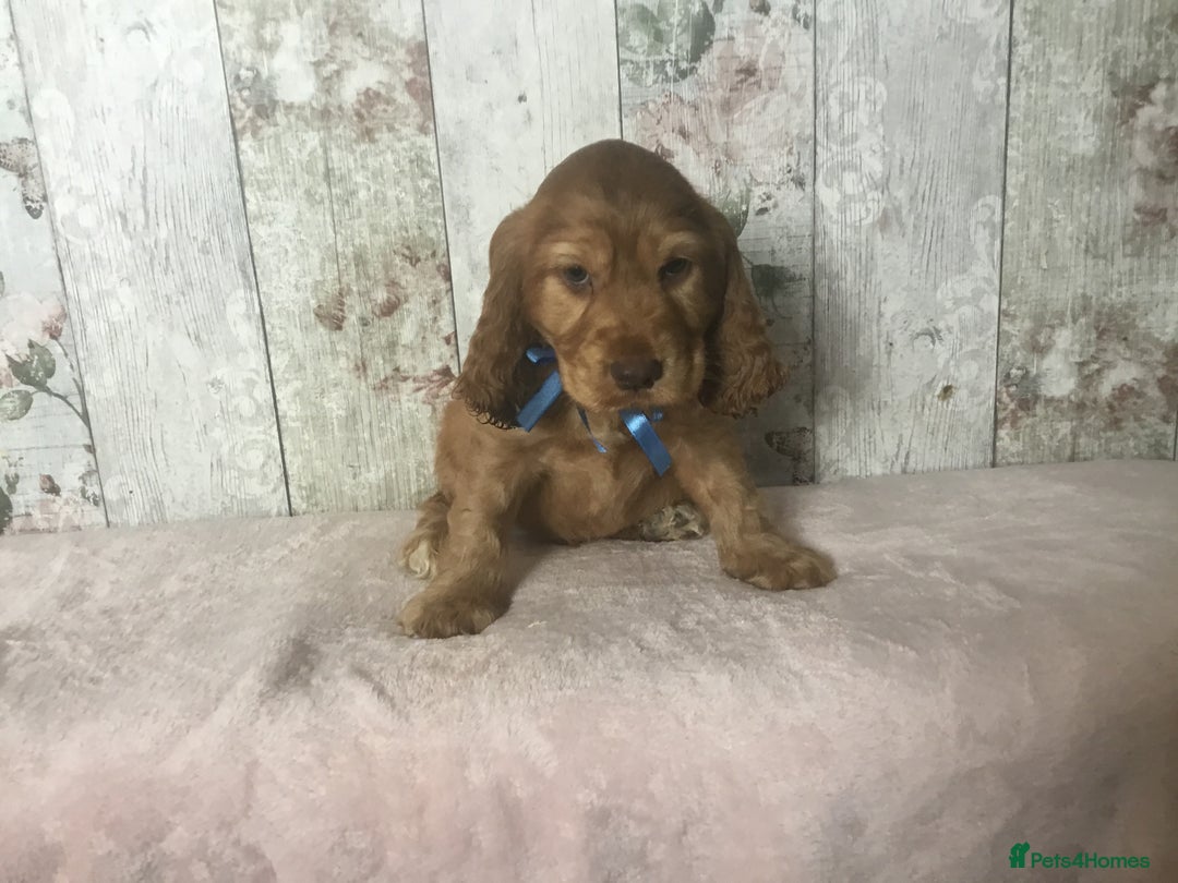 Cocker Spaniel dogs for sale: Adorable Kc reg Cocker pups - Image 12