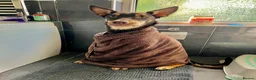 Australian Kelpie dogs for sale: 4 Year Old Australian Kelpie (Rusty) - Advert 3