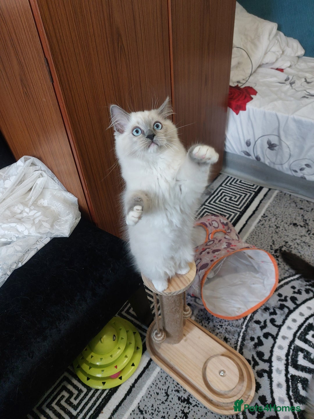 Ragdoll cats for sale: Adorable purebred original Ragdoll boy. 🐱 - Advert 9