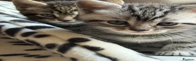 Tigger