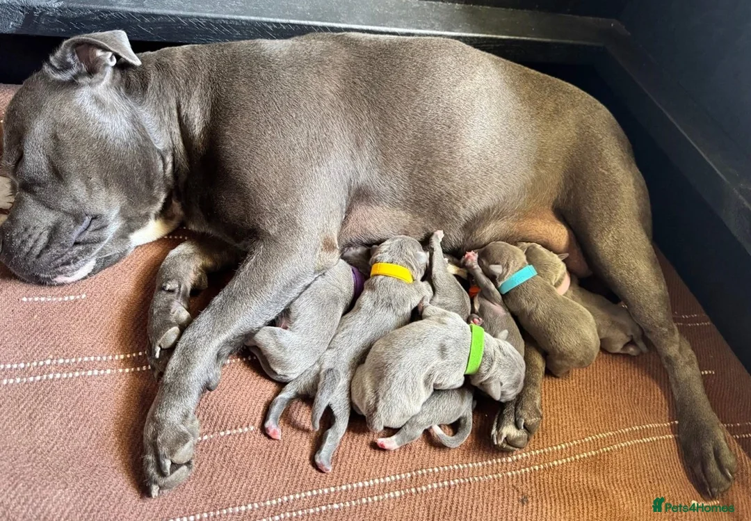 Staffordshire Bull Terrier dogs for sale: Solid pure Staffy's blue to quickly take home - Advert 9