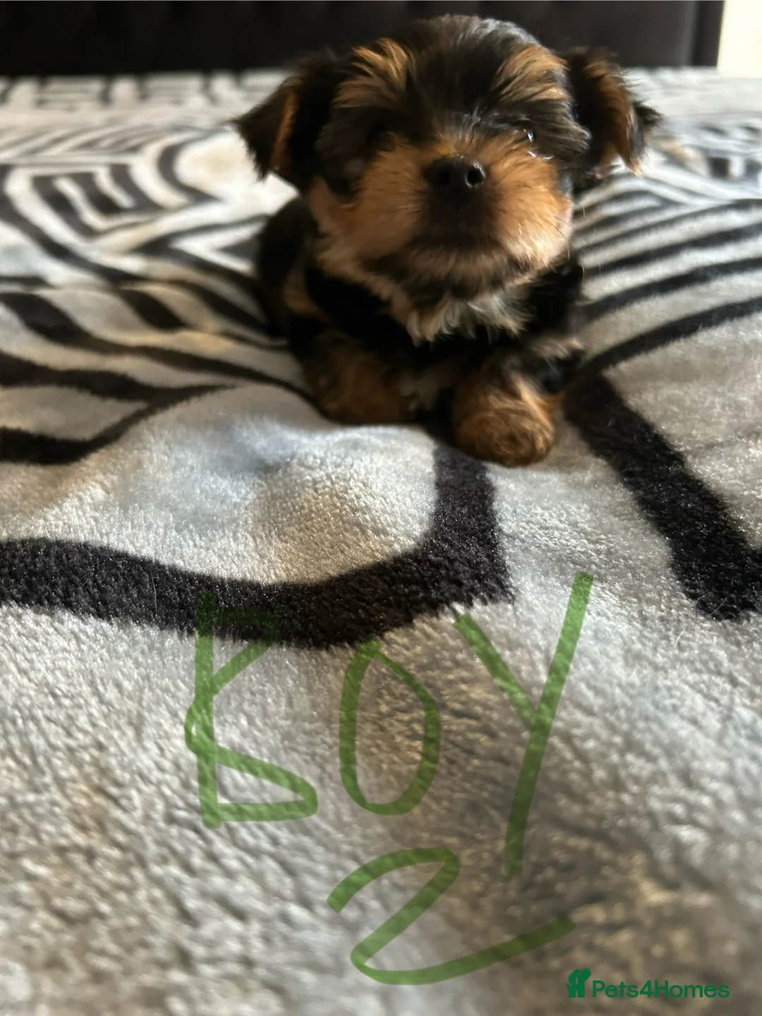 Yorkshire Terrier dogs for sale: Litter of Yorkshire terriers for sale - Advert 7