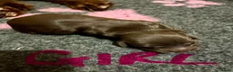 Cocker Spaniel dogs for sale: Working cocker spaniels  in Newmarket - Advert 6