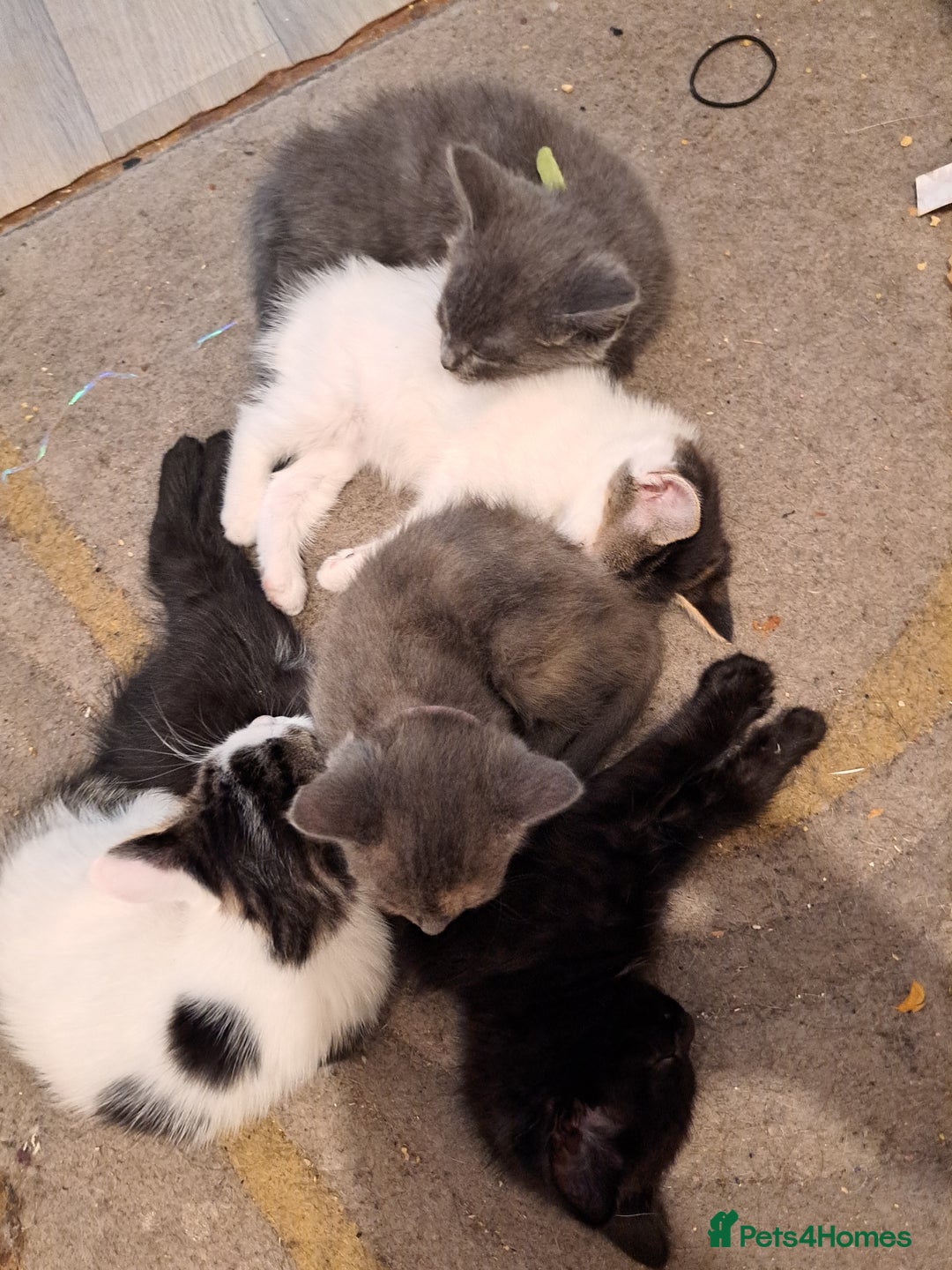 Mixed Breed cats for sale: 6 kittens  - Advert 4