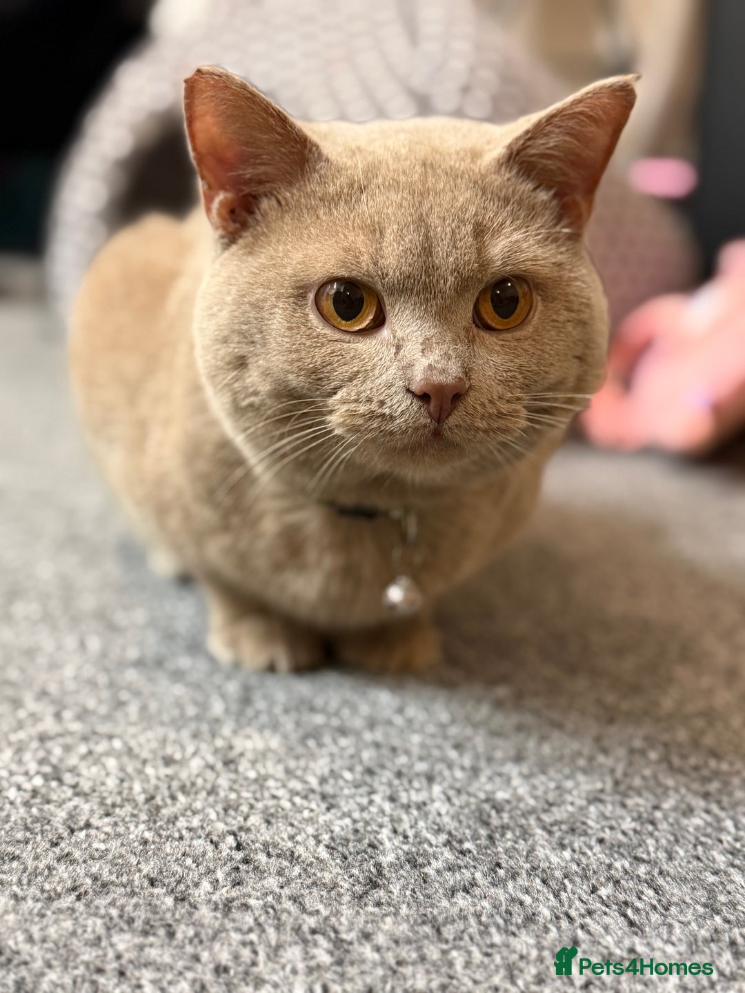 British Shorthair cats for sale: Fawn Male BSH 10 months old  - Advert 4