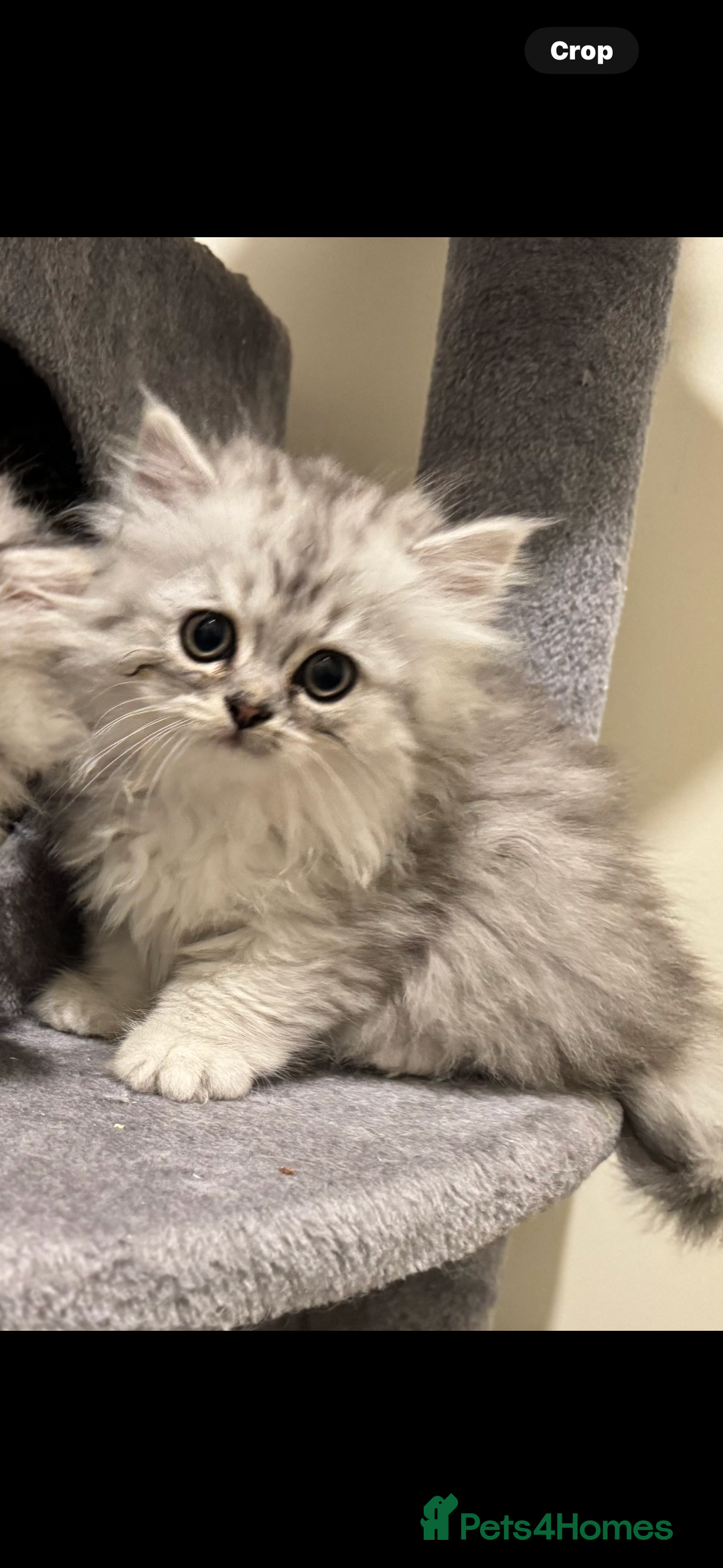 Persian cats for sale: Persian Kittens - 2 Males & 2 Females  - Image 4