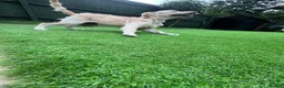 Golden Retriever dogs for sale: KC REGISTER GOLDEN RETRIEVERS PUPPIES - Advert 8