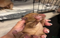 Cavapoo dogs for sale: Stunning fox red f1b Cavapoo puppies - Image 6