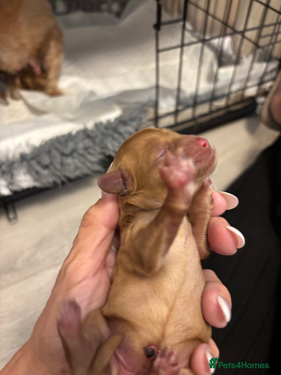 Cavapoo dogs for sale: Stunning fox red f1b Cavapoo puppies - Image 6