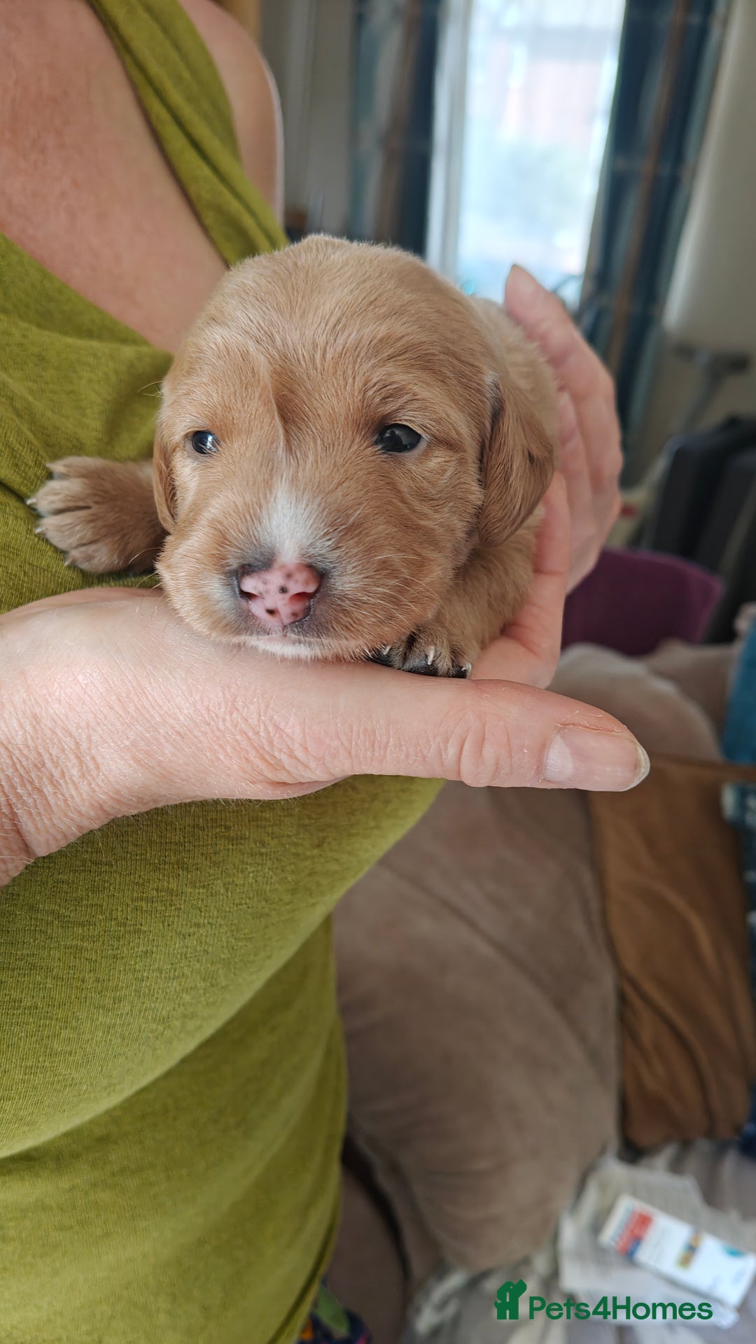 Mixed Breed dogs for sale: ✨Health Tested Australian Labradoodles ✨ - Image 20