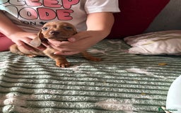 Dachshund dogs for sale: Miniature dachshund  - Image 3