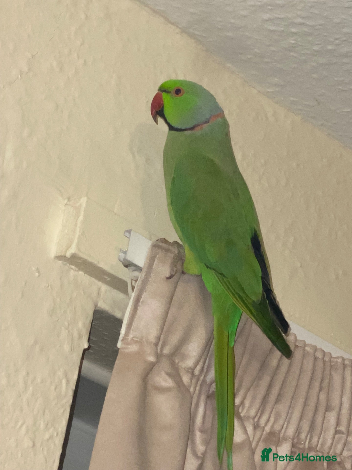 Ringnecks birds Male Indian ring neck parrot  - Advert 10