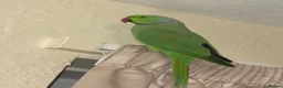 Ringnecks birds for sale: Male Indian ring neck parrot  - Advert 1
