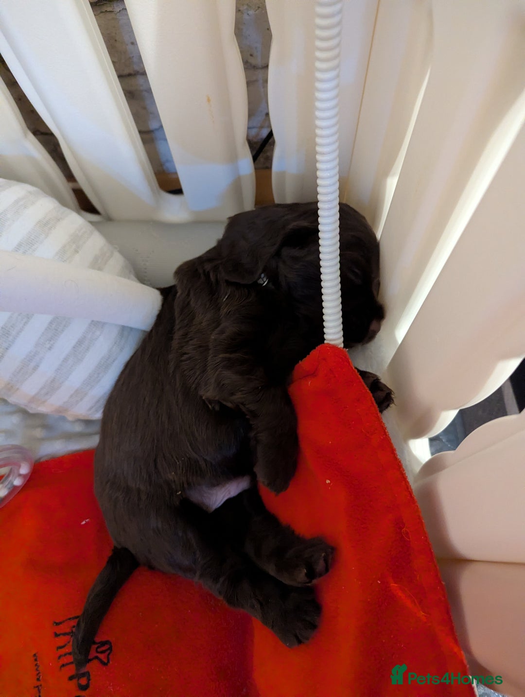 Cocker Spaniel dogs for sale: COCKER SPANIEL PUPPIES 🩵🩷LOOKING NEW HOME 🏡 - Advert 7