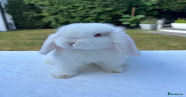 Mini Lop rabbits - Advert 6
