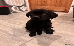 Labrador Retriever dogs for sale: Fabulous Labrador puppies  - Advert 20