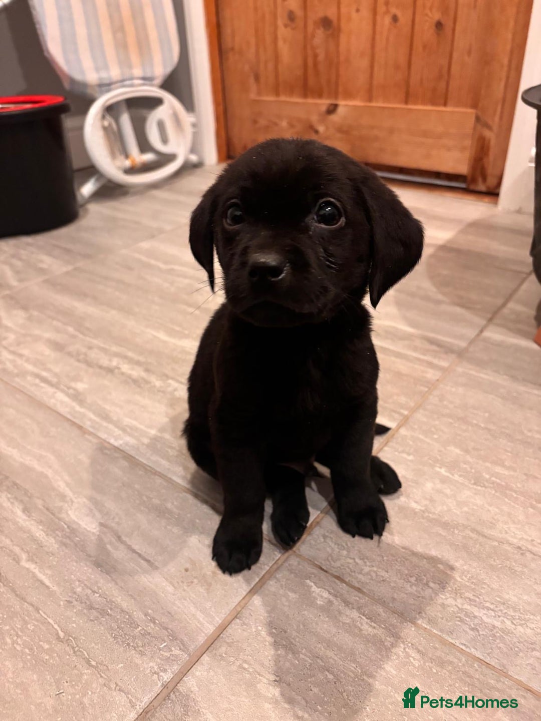 Labrador Retriever dogs for sale: Fabulous Labrador puppies  - Advert 20