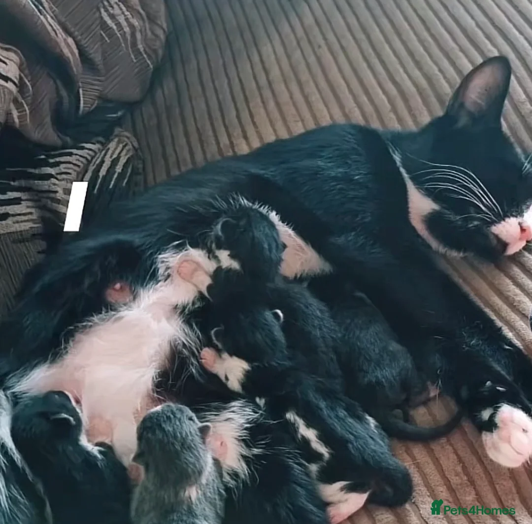 Domestic Shorthair cats for sale: Cute grey kitten - Advert 11