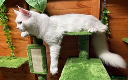 Maine Coon cats for sale: ANDERPRIDE HAVE KITTENS- INTEREST  OPEN  - Image 17