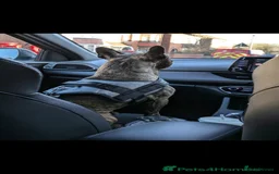 French Bulldog dogs for sale: Loving Frenchie Hugo - Image 5
