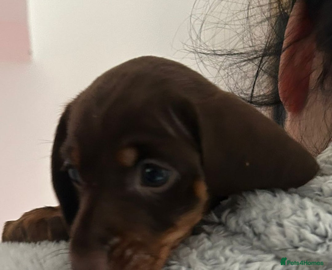 Dachshund dogs for sale: Dachshund puppies  - Advert 11