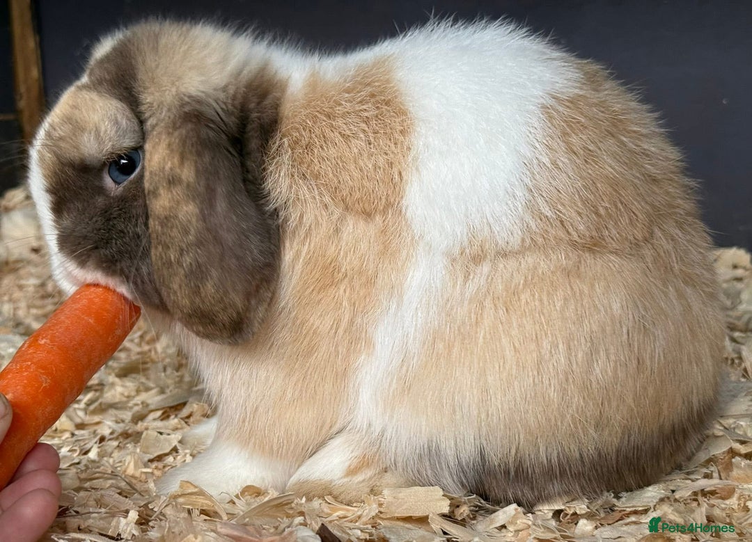 Mini Lop rabbits for sale: Chocolate Harli extreme mini lop buck - Advert 5