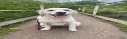 Golden Retriever dogs for sale: KC Registered Golden Retrievers in Atherstone - Advert 2