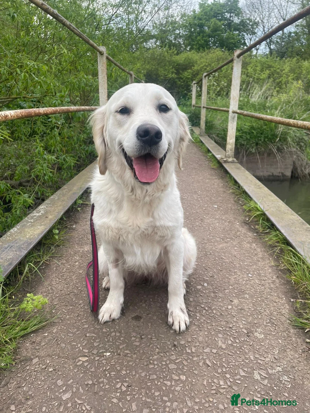 Golden Retriever dogs for sale: KC Registered Golden Retrievers in Atherstone - Advert 2