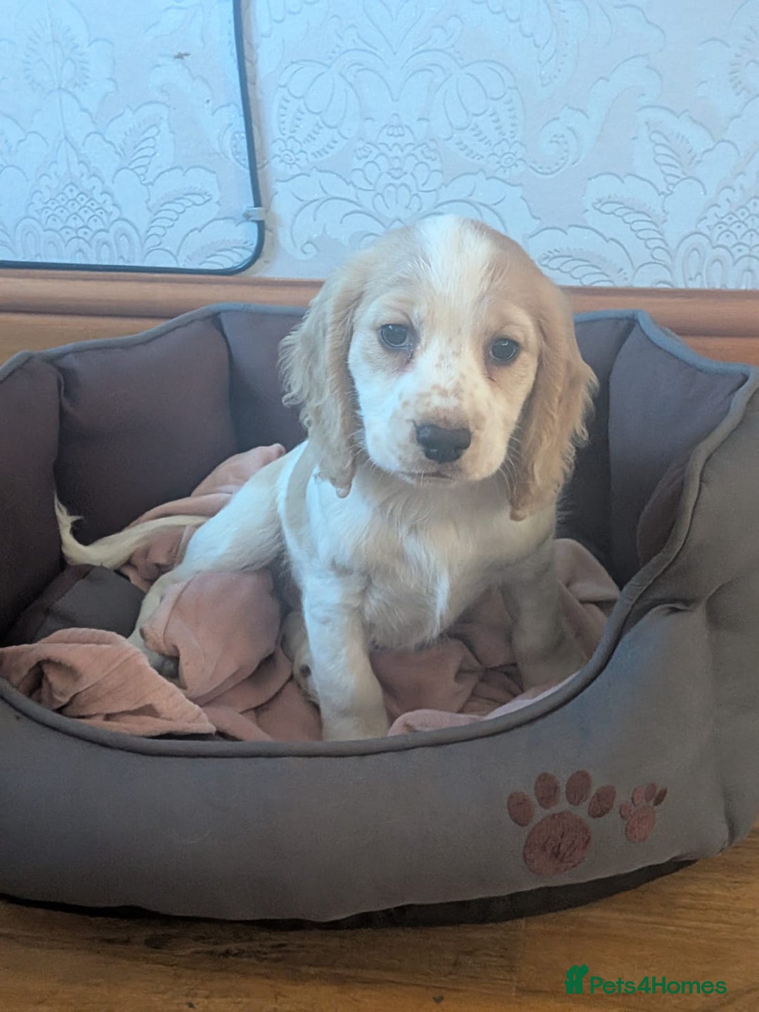 Cocker Spaniel dogs for sale: Cocker spaniels  - Advert 4