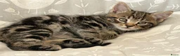 Mixed Breed cats for sale: Gorgeous home reared kittens  - Advert 19