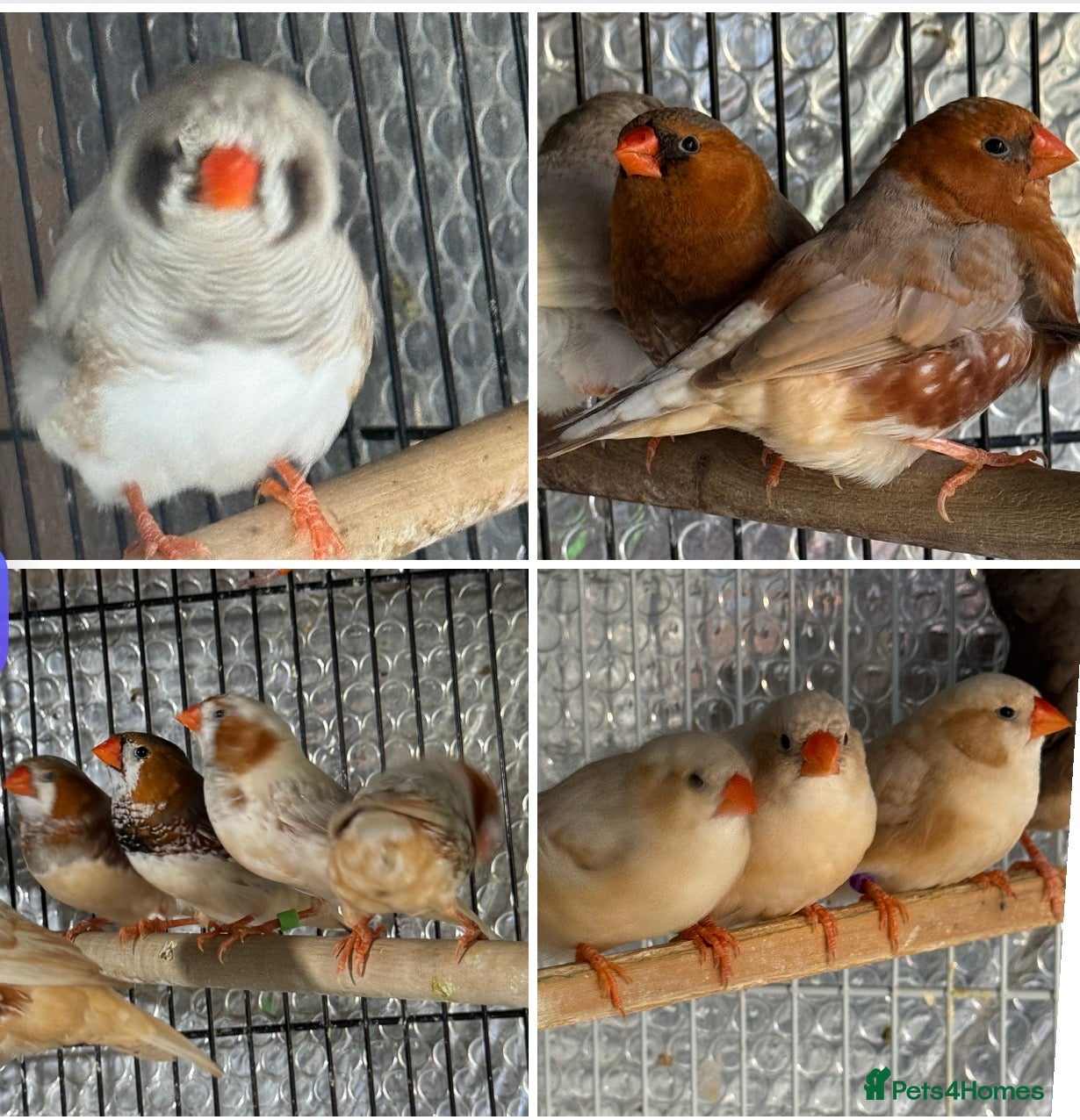 Mixed Breed birds Zebra Finches  - Advert 10