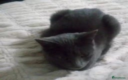 British Shorthair cats for stud: BRITSH SHORT GREY CAT SEEKING FOREVER HOME - Advert 4